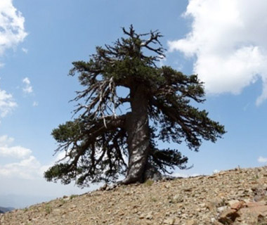 Adonis, Longest Living Tree in Europe